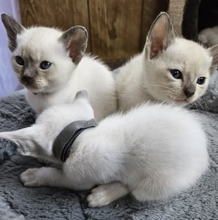 Roana, M and R Tonkinese and Siamese