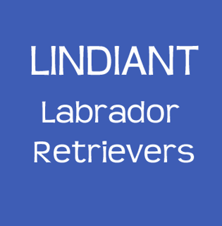 Lindiant Labrador Retriever Breeder - Sydney, NSW