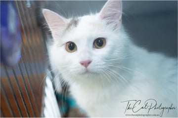 Ozturk Turkish Van Cats & Kittens