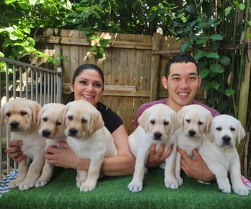 Shogunlabs - Labrador Retriever breeders - Cairns, QLD