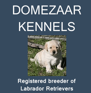 Domezaar Kennels - Labrador Retriever Breeder - Newcastle