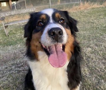 BRANDYARK Australian Shepherds and Miniature Pinschers