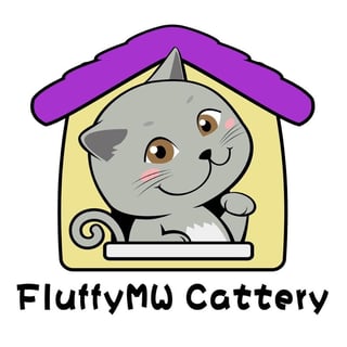 FluffyMW Cattery - British Shorthair Cat Breeder