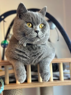 Chubbypawz Cattery - British Shorthair Breeder, Sydney NSW