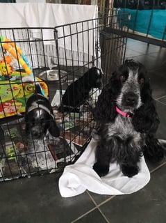 TOBLEROAN Cocker Spaniels