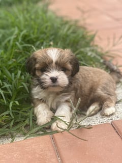 Mykito - Lhasa Apso Breeder, Gold Coast QLD