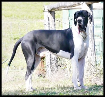 Aquadane Great Danes