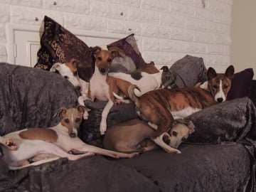 Berizza Italian Greyhound Breeder - Sydney, NSW