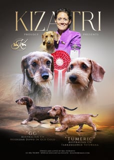 Kizatri Dachshunds 