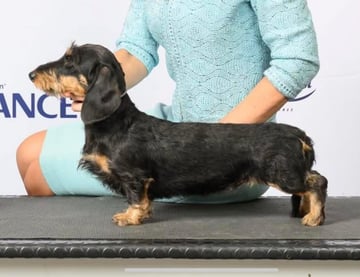 Kizatri Dachshunds 