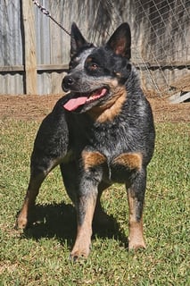 Nunkeeri Australian Cattle Dogs