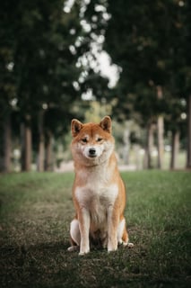 Redtales Shiba Inu - Brisbane, QLD