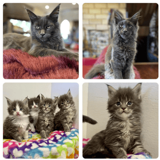 Monster Maine Coons - Registered Maine Coon Cat Breeder - Sydney, NSW