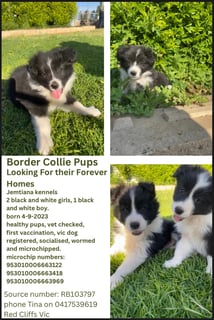 Jemtiana kennels -  Border Collie Breeder - Red Cliffs, VIC