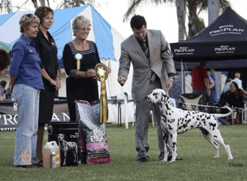 Outlook Kennels - Dalmatians and American Cocker Spaniels, Geelong - VIC