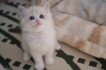 DOLCHINDOLLS - Ragdoll Cat Breeder - PERTH WA