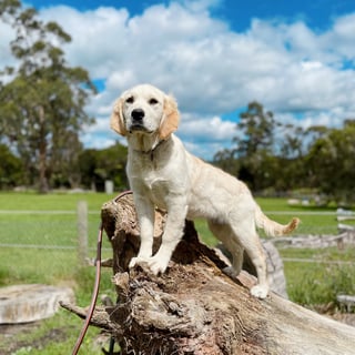 Calidora Goldens : ANKC registered Golden Retriever Breeder