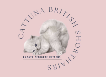 CATTUNA British Shorthair Cats By Nat