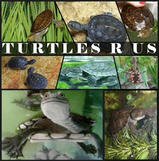 Turtles R Us - Australian Turtle Breeder - Sydney, NSW