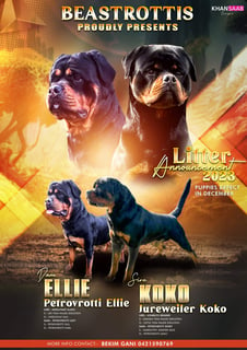 Beastrottis Rottweilers