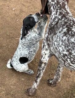 Kallise German Shorthaired Pointers 