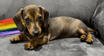 JCMANGELS Miniature Smooth Haired Dachshund