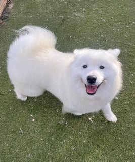 LOHNRO Samoyeds 