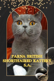 PARNA BRITISH SHORTHAIRED KATTERY 