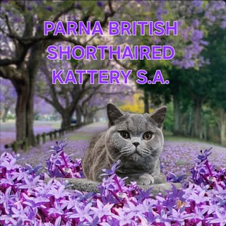 PARNA BRITISH SHORTHAIRED KATTERY 