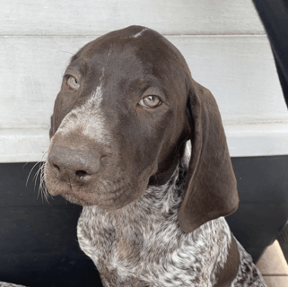 Tabaynes German Short Haired Pointers