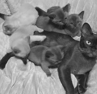 FOSTERTON Tonkinese, Burmese & Siamese Cats