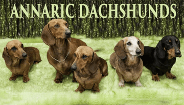  ANNARIC Dachshunds - Miniature Smooth Haired Dachshund Breeder - Geraldton WA