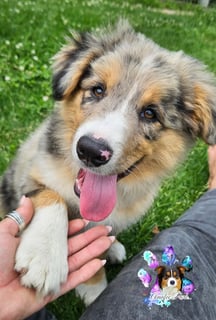 Amalee Park Pedigree BORDER COLLIES 