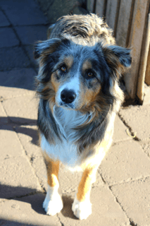Amalee Park Pedigree BORDER COLLIES 