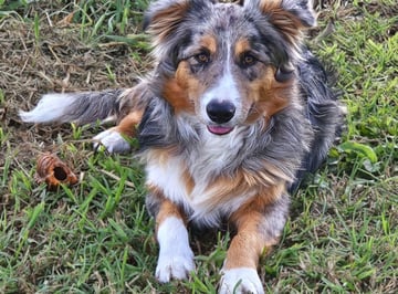 Amalee Park Pedigree BORDER COLLIES 