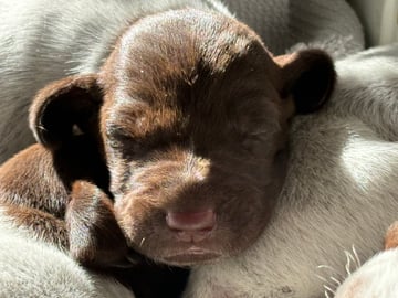 April 2026 litter Copestaag German Shorthaired Pointers