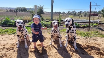 HunterVal Dalmatians and English Toy Terriers