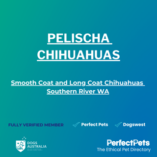 Pelischa Chihuahuas - Smooth Coat and Long Coat Chihuahuas, WA