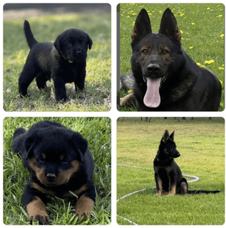 PASKARLA Kennels - Labradors, German Shepherds and Rottweilers, UPPER HUNTER VALLEY