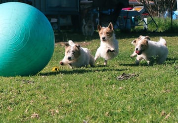 Joelleigh Jack Russell Terriers, Wilton NSW