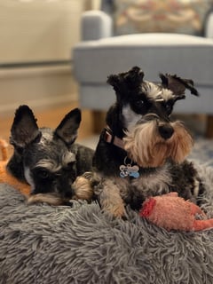Schnauzer Rescue Qld Inc