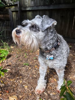 Schnauzer Rescue Qld Inc Schnauzer Rescue Qld Inc