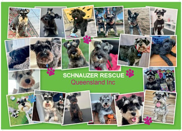 Schnauzer Rescue Qld Inc