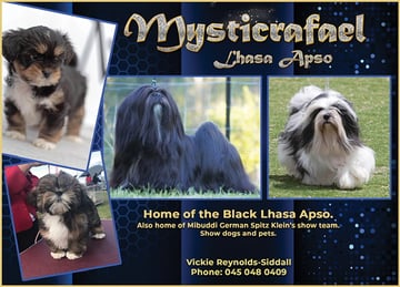 Mysticrafael Lhasa Apso's - Pakenham, VIC