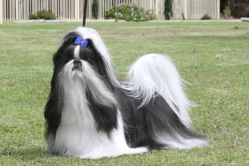 Sadiya - Shih Tzu Breeder - Vic