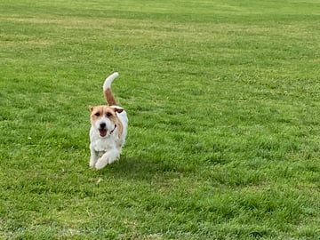 Keysteel Jack Russell Terriers