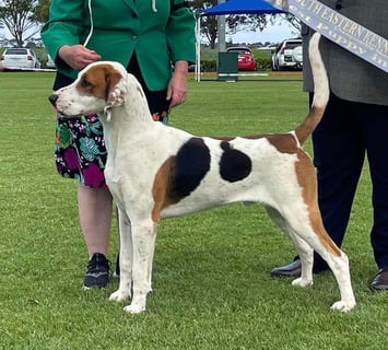 Foxgully Foxhounds & Harriers