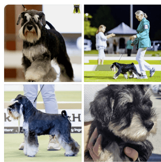 CShaye Miniature Schnauzers