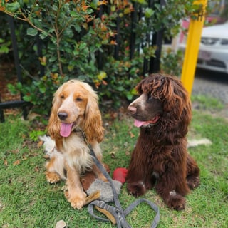 Coraley Kennels - English Cocker Spaniel Breeder - Sunshine Coast, Queensland