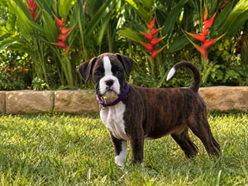 BRENLISE BOXERS - SE QLD